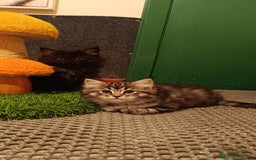 Siberiano gatos en venta: Siberianos Líneas Rusas - Anuncio 6