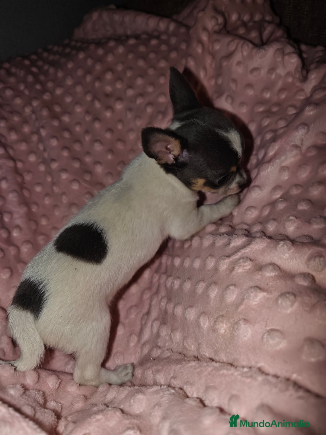 Chihuahua perros en venta: Chihuahua blue tricolor - Imagen 2