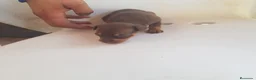 Ratón de Praga perros en venta: Cachorro de ratón de Praga  - Anuncio 15