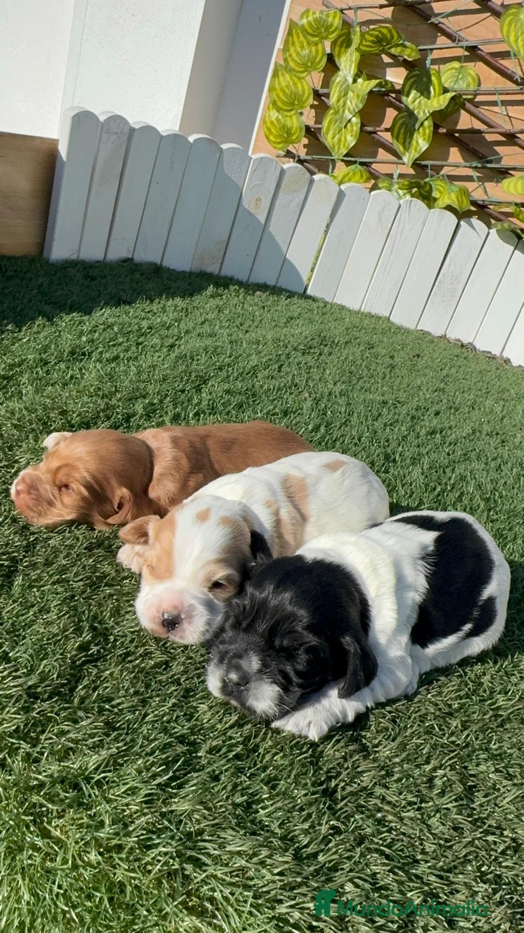 Cocker Spaniel Inglés perros en venta: COCKER SPANIEL INGLES - Anuncio 3