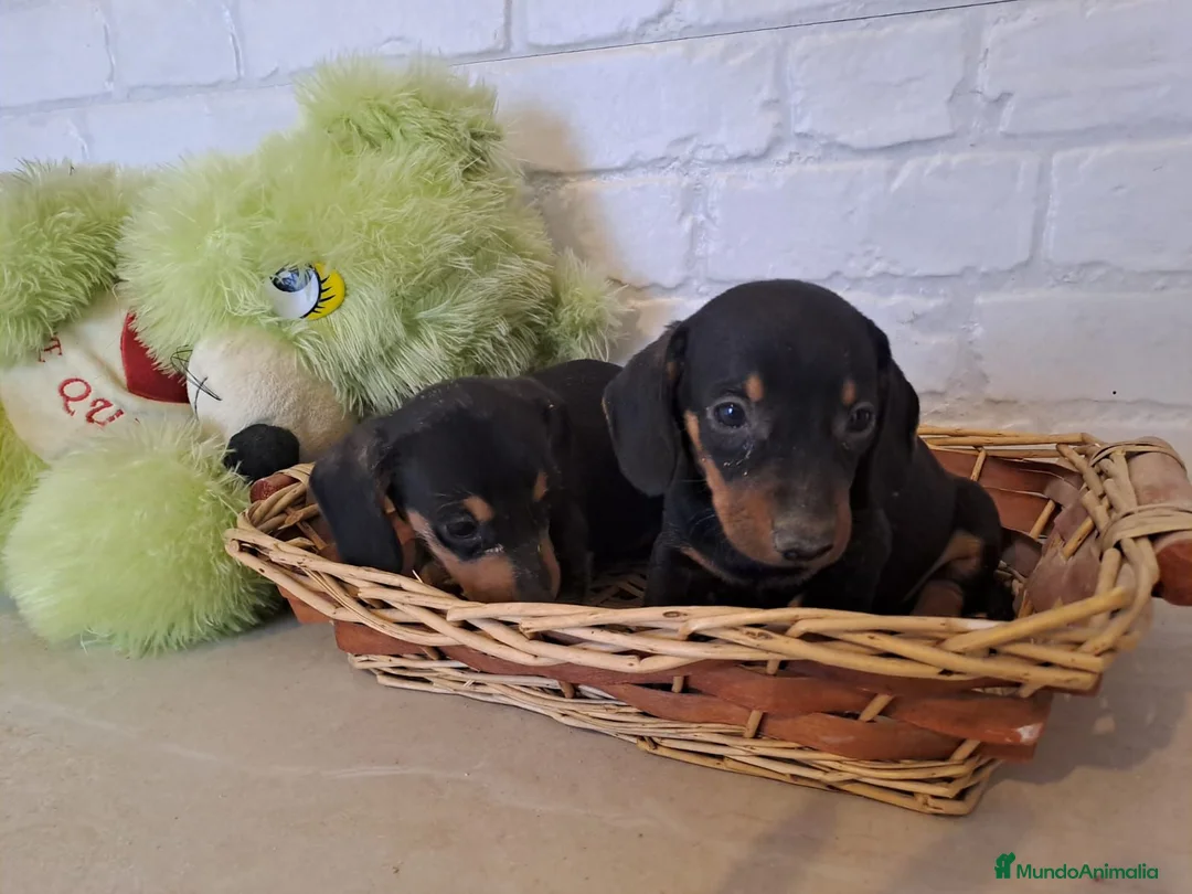 Teckel Miniatura perros en venta: Teckel mini  - Anuncio 7