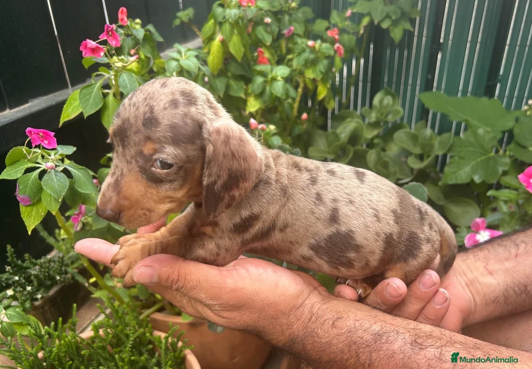 Teckel Miniatura perros en venta: Teckel mini  - Anuncio 2