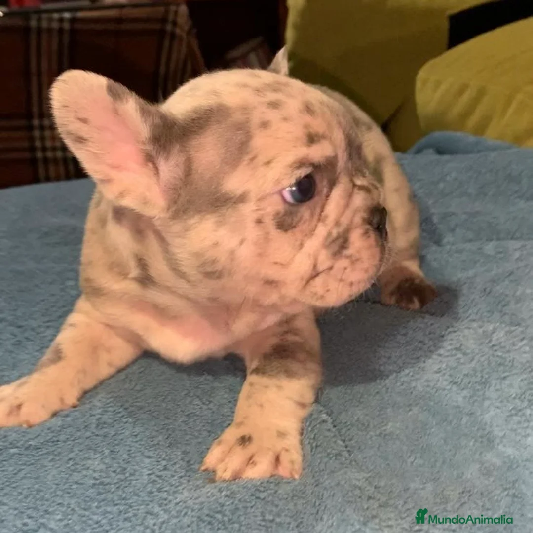 Bulldog Francés perros en venta: Bulldog Francés  - Anuncio 2