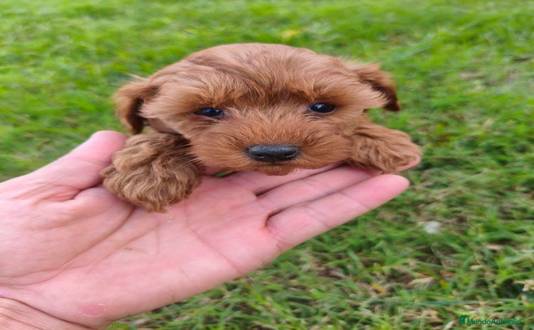 Maltipoo perros - Anuncio 1