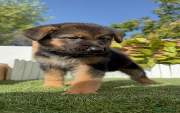 Pastor Alemán perros en venta: PASTOR ALEMAN - Imagen 6