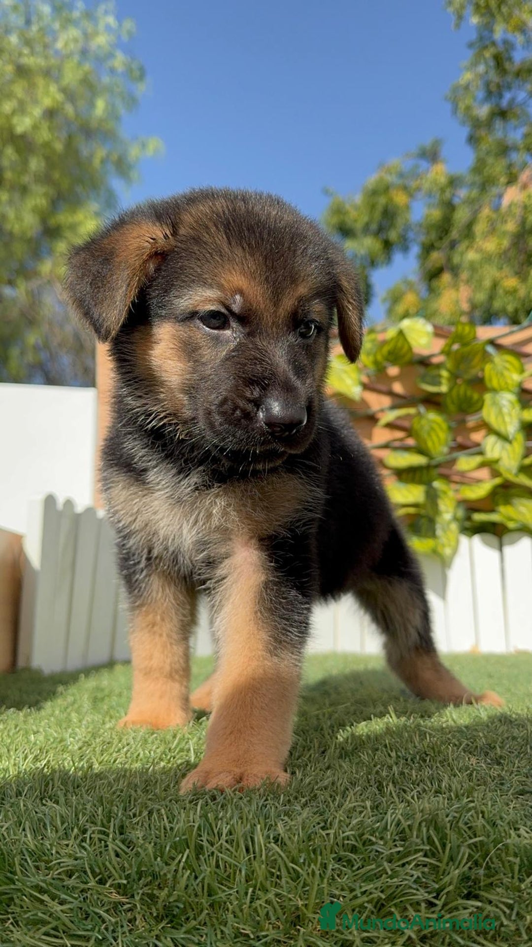 Pastor Alemán perros en venta: PASTOR ALEMAN - Imagen 6