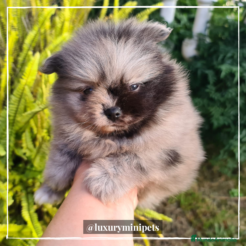 Pomerania perros Camada de Lulú de Pomerania toy en Madrid - Anuncio 31