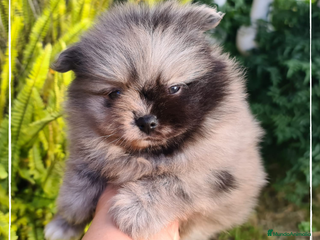 Pomerania perros Camada de Lulú de Pomerania toy en Madrid - Anuncio 1