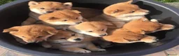Shiba Inu perros en venta: Cachorros Shiba Inu Top Calidad-Barcelona - Anuncio 1