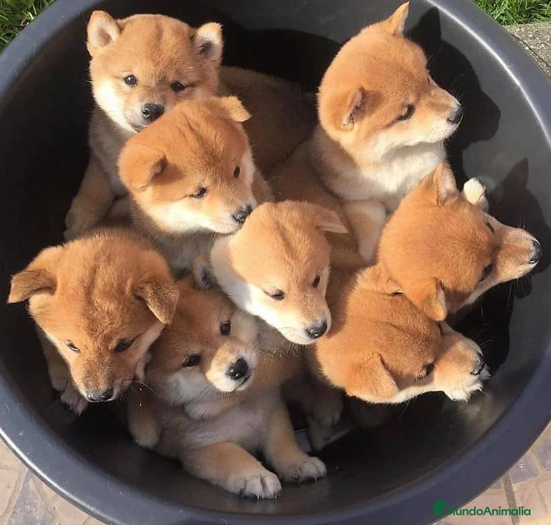 Shiba Inu perros en venta: Cachorros Shiba Inu Top Calidad-Barcelona - Anuncio 1