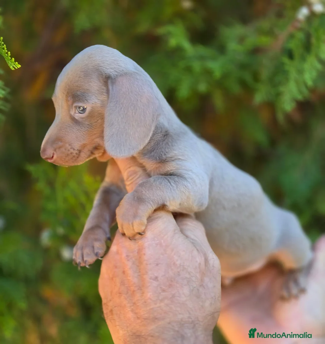 Teckel Miniatura perros en venta: Teckel isabella  - Anuncio 2