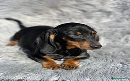 Teckel Miniatura perros en venta: Teckel negro fuego - Imagen 1