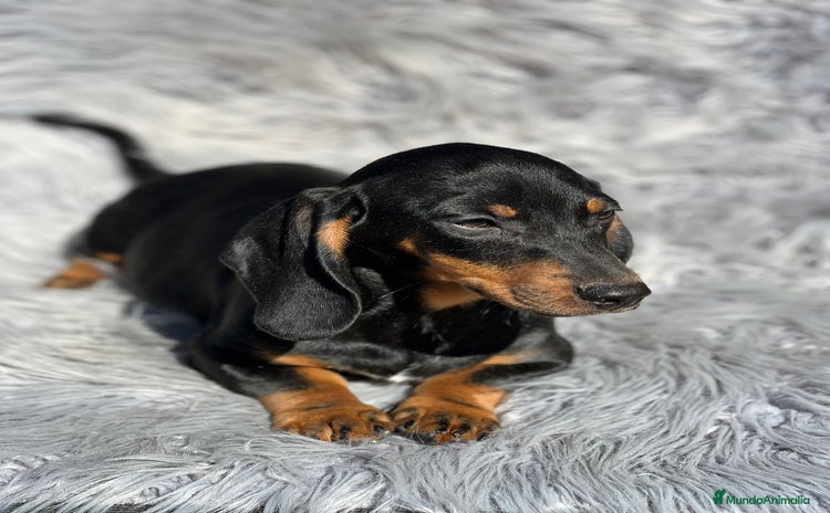 Teckel Miniatura perros - Anuncio 5