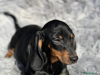 Teckel Miniatura perros - Anuncio 5