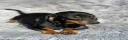 Teckel Miniatura perros en venta: Teckel negro fuego - Anuncio 1