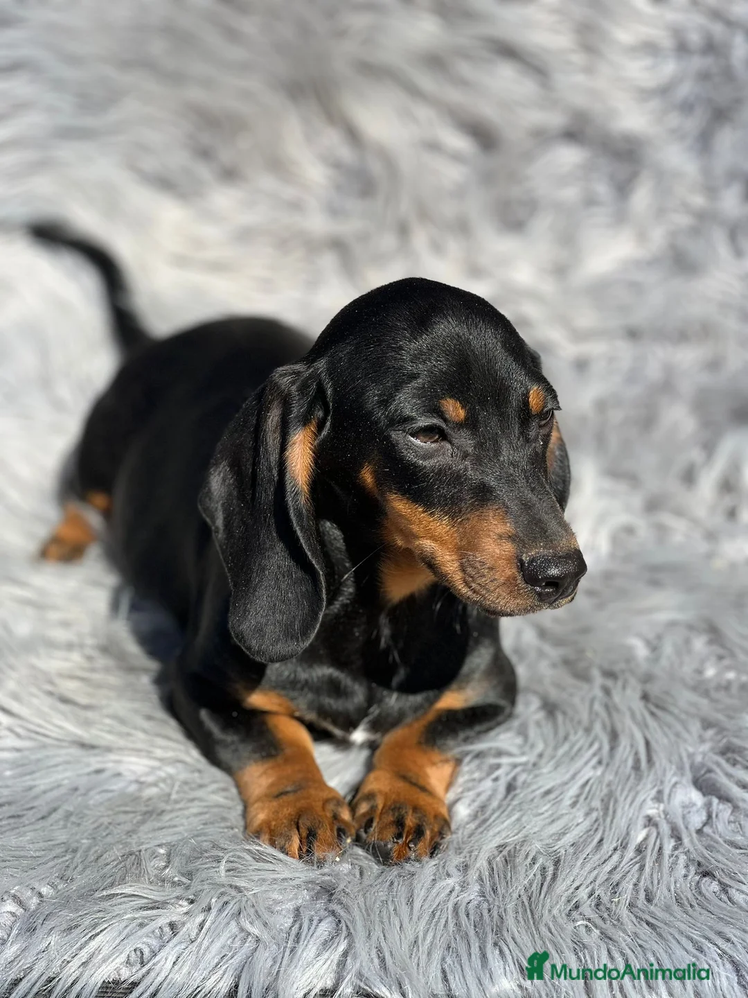 Teckel Miniatura perros en venta: Teckel negro fuego - Anuncio 1