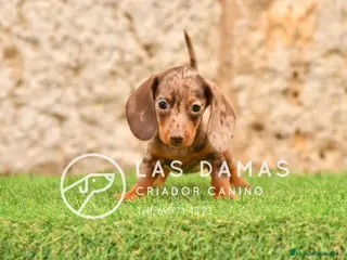 Teckel perros Cachorros de teckel disponibles. - Anuncio 2