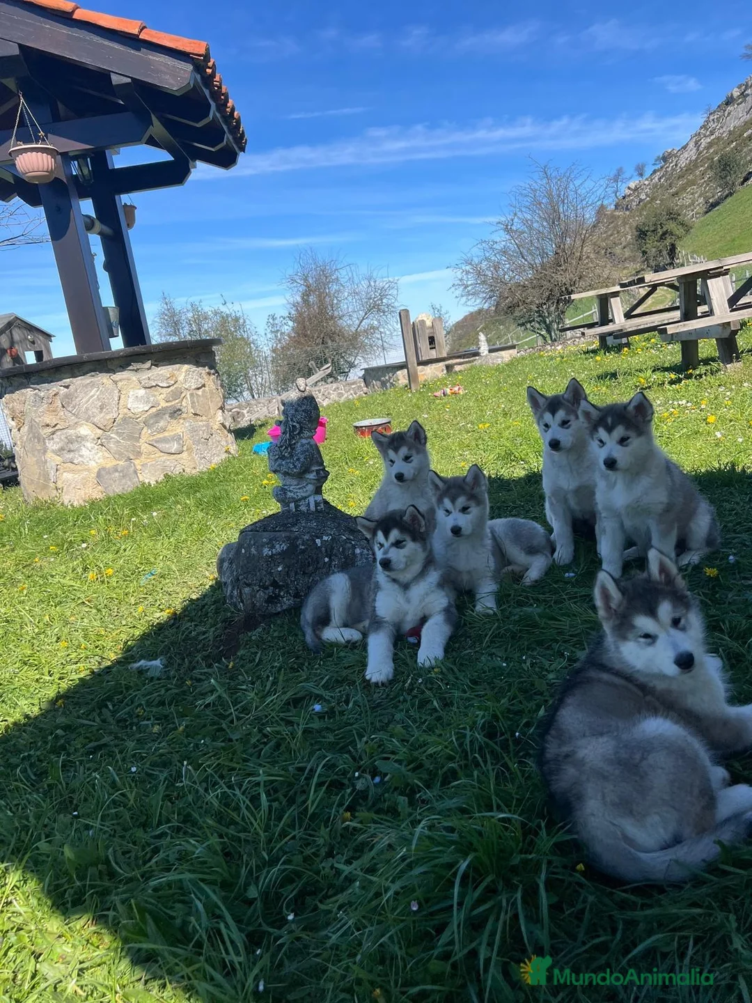 Alaskan Malamute perros en venta: Alaska malamute  - Anuncio 1