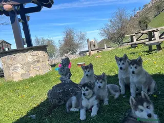 Alaskan Malamute perros Alaska malamute - Anuncio 1