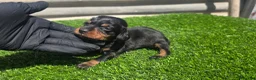 Teckel Miniatura perros en venta: Teckel kanichen  - Anuncio 1