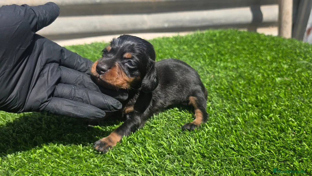 Teckel Miniatura perros en venta: Teckel kanichen  - Anuncio 1