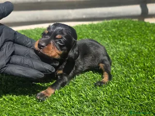 Teckel Miniatura perros Teckel kanichen - Anuncio 20