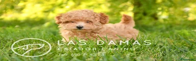Caniche Toy