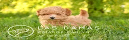 Caniche Toy perros en venta: Caniches toy disponibles - Anuncio 2