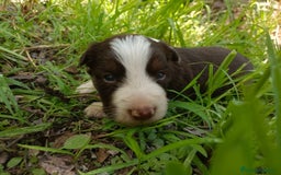 Border Collie perros en venta: Border collie chocolate y merle - Imagen 4