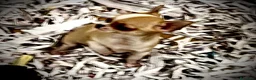 Chihuahua perros en venta: Cachorros de Chihuahuas en Caraby - Anuncio 8