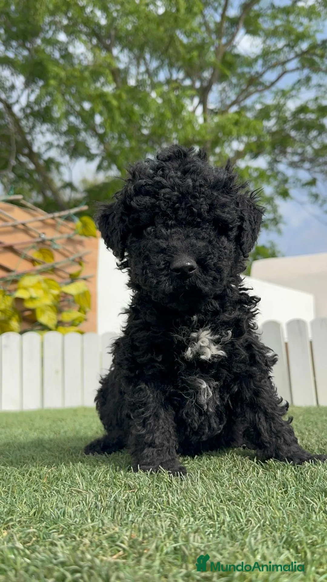 Perro de Agua Español perros en venta: PERRO DE AGUA ESPAÑOL - Anuncio 17