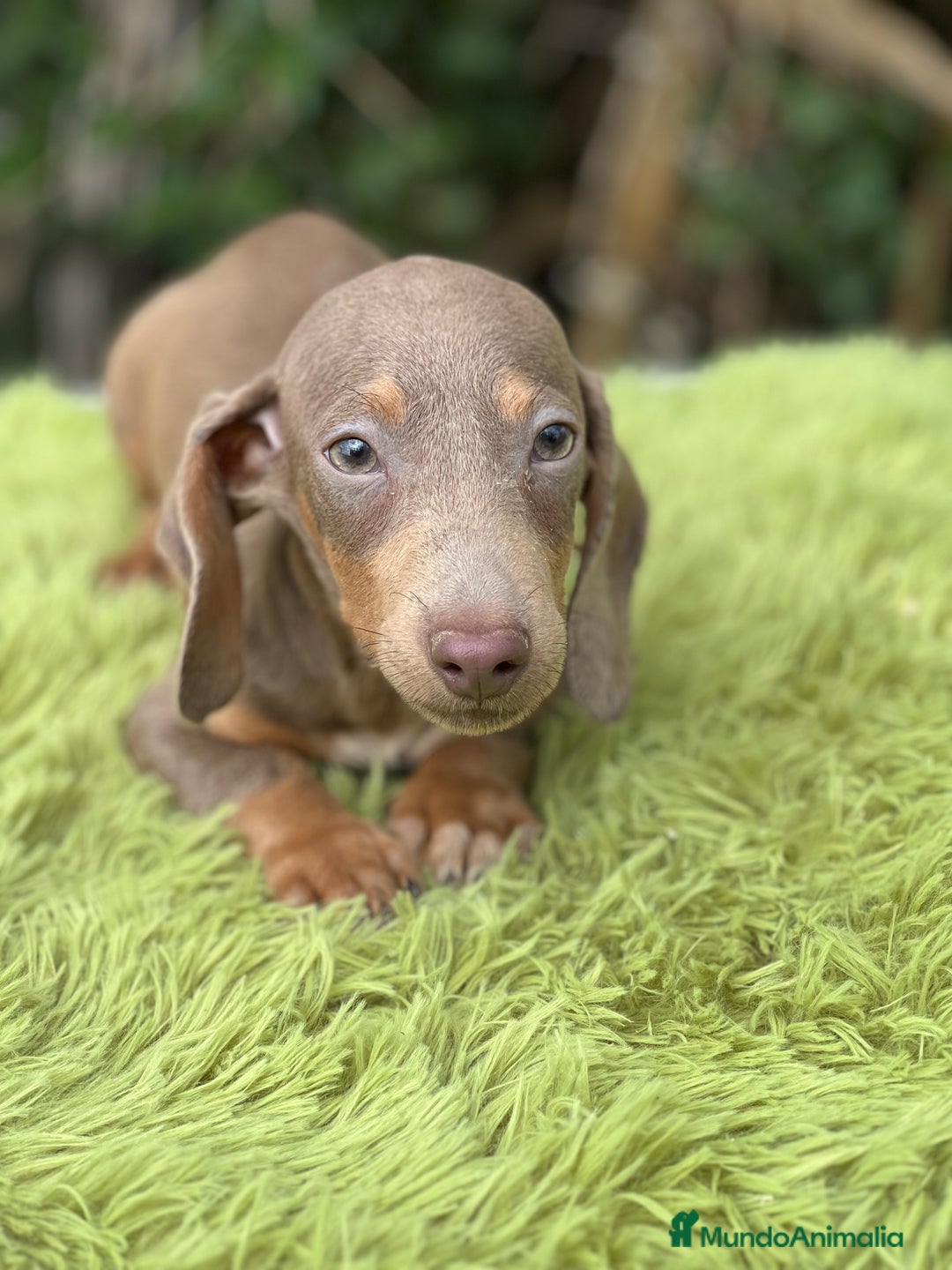 Teckel Miniatura perros en venta: Teckel mini lavanda  - Imagen 2