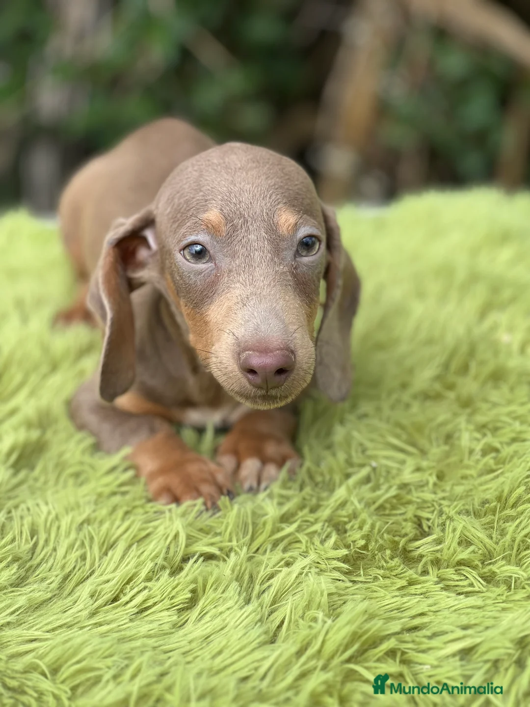 Teckel Miniatura perros en venta: Teckel mini lavanda  - Anuncio 2