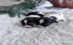 Yorkshire Terrier perros en venta: YORKSHIRE BIEWER - Anuncio 8