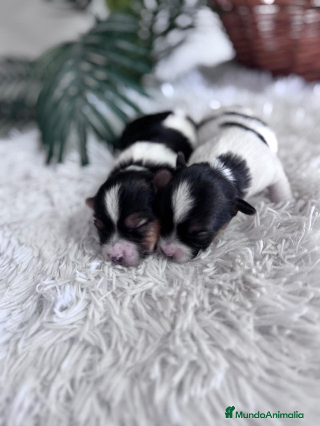 Yorkshire Terrier perros en venta: YORKSHIRE BIEWER - Anuncio 8