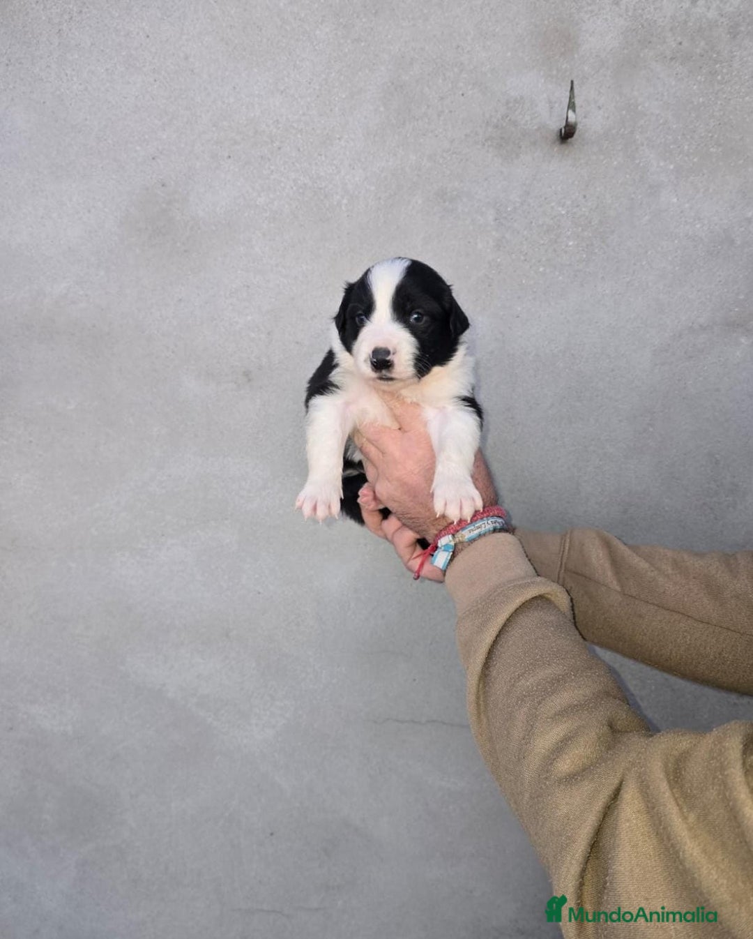 Border Collie perros en venta: Border collie  - Anuncio 4