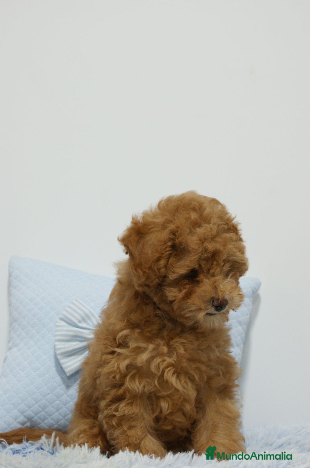 Caniche Toy perros en venta: CANICHE TOY ROJO - Anuncio 2