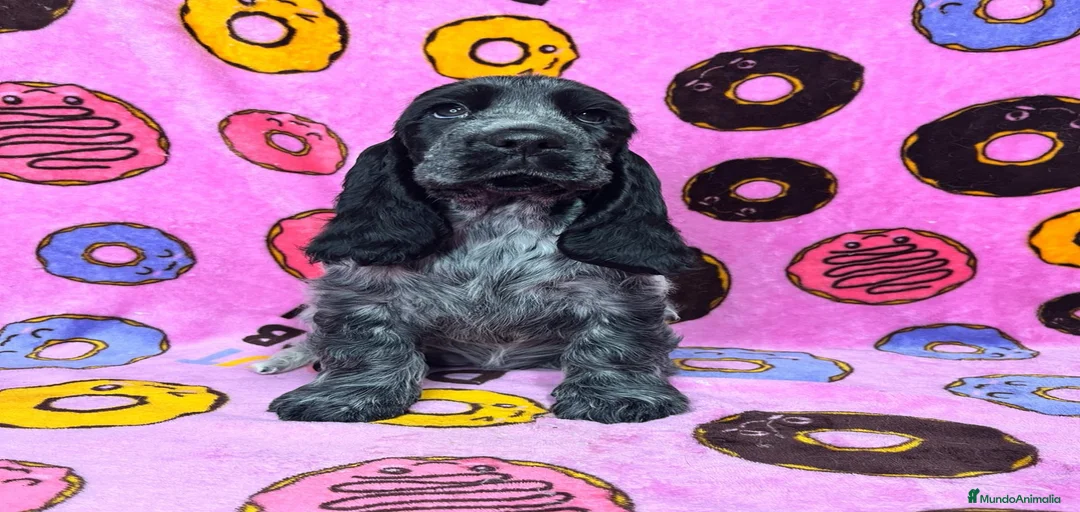 Imagen de galería {{count}}