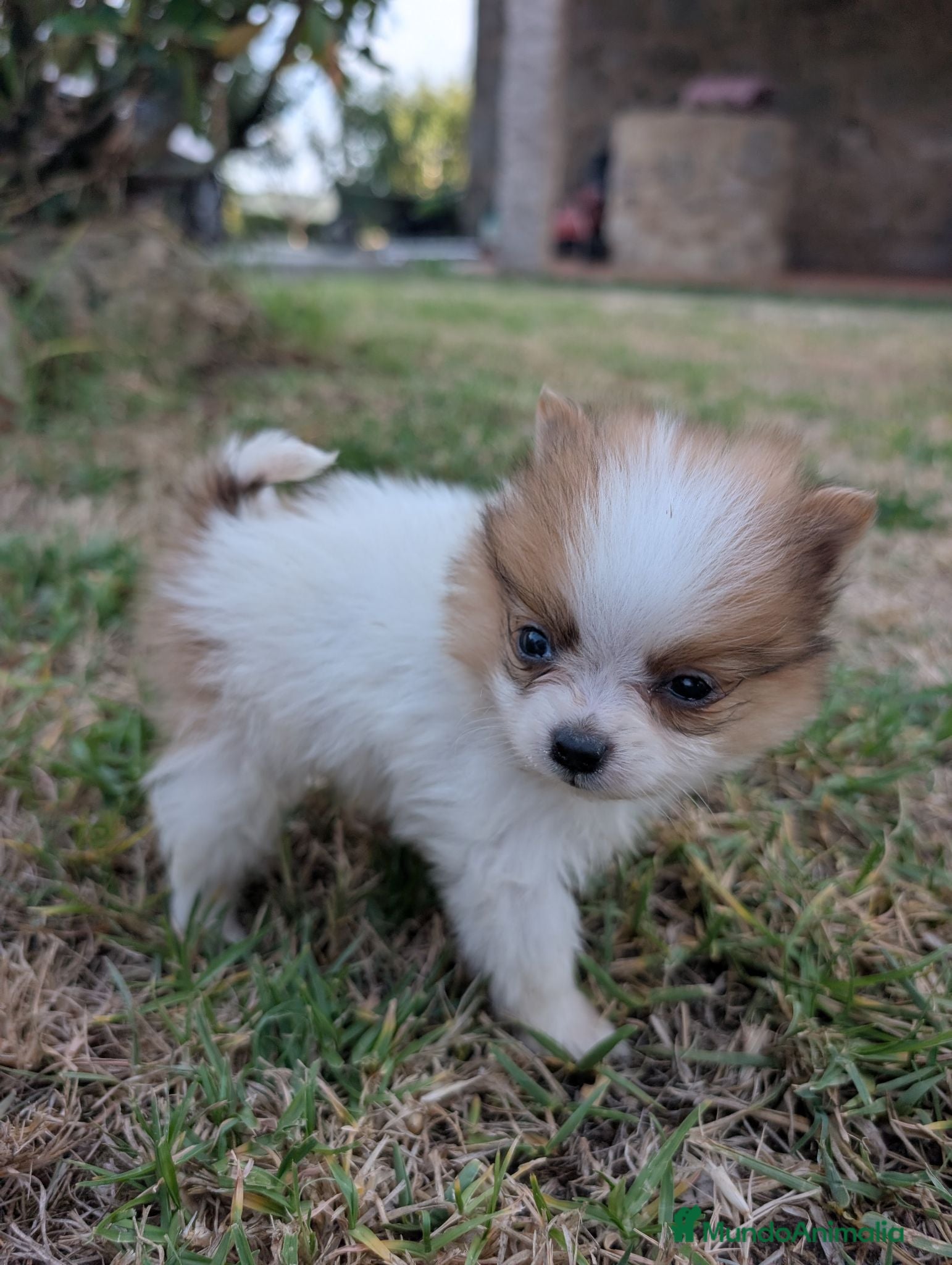 Pomerania perros Pomerania cariñosa - Anuncio 3