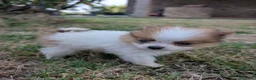 Pomerania perros en venta: Pomerania cariñosa - Anuncio 3