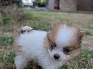 Pomerania perros Pomerania cariñosa - Anuncio 3