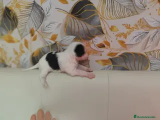 Biewer Yorkshire Terrier a la Pom Pon perros Yorkshire biewer toy - Anuncio 1