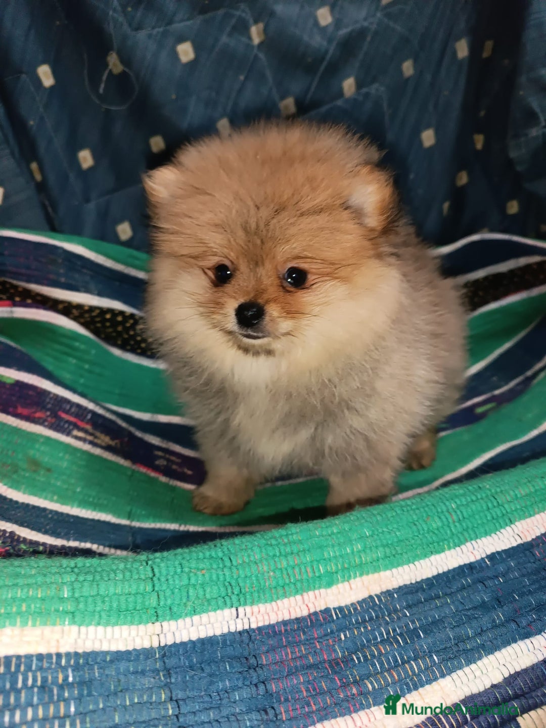 Pomerania perros en venta: MACHITO CHIQUITIN DE POMERANIA - Anuncio 1