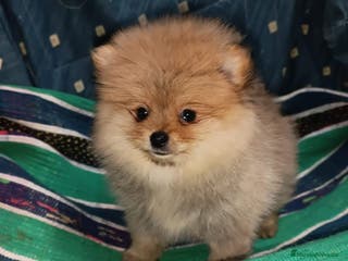 Pomerania perros POMERANIA - Anuncio 13