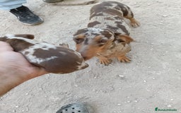 Teckel perros en venta: Teckels miniatura  - Imagen 5