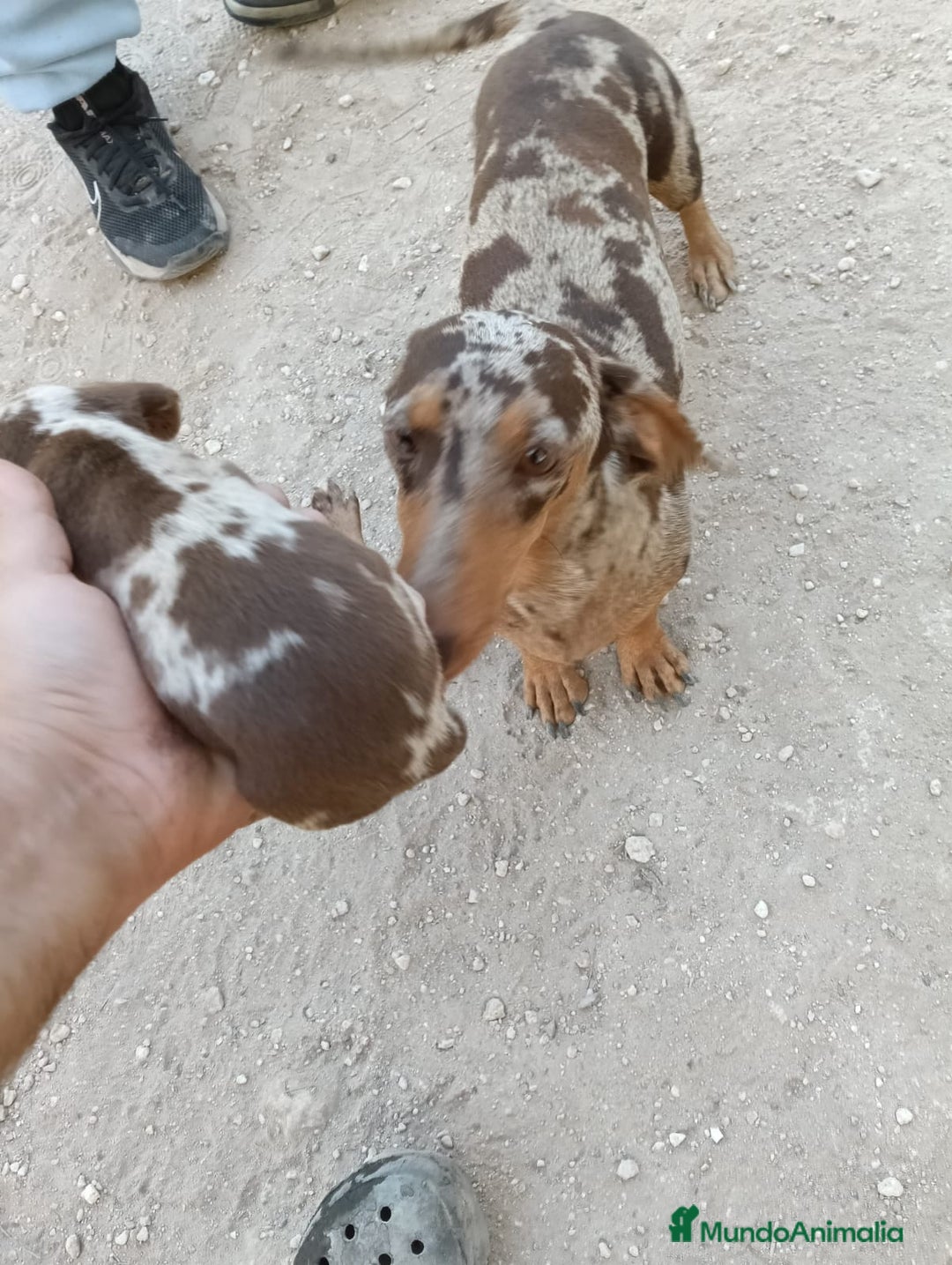 Teckel perros en venta: Teckels miniatura  - Imagen 5