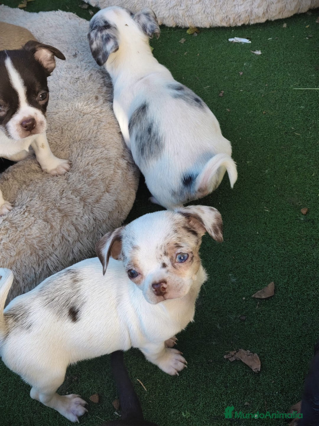 Chihuahua perros en venta: Chihuahua  - Anuncio 7