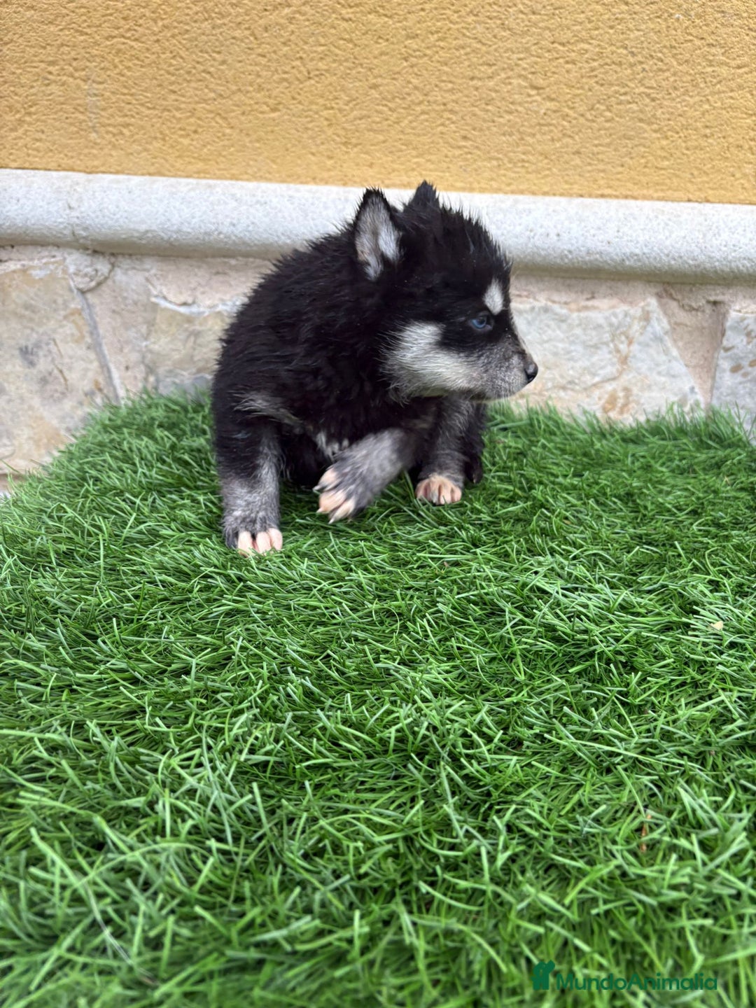 Husky Siberiano perros en venta: Cachorro de Husky Siberiano macho  - Anuncio 9