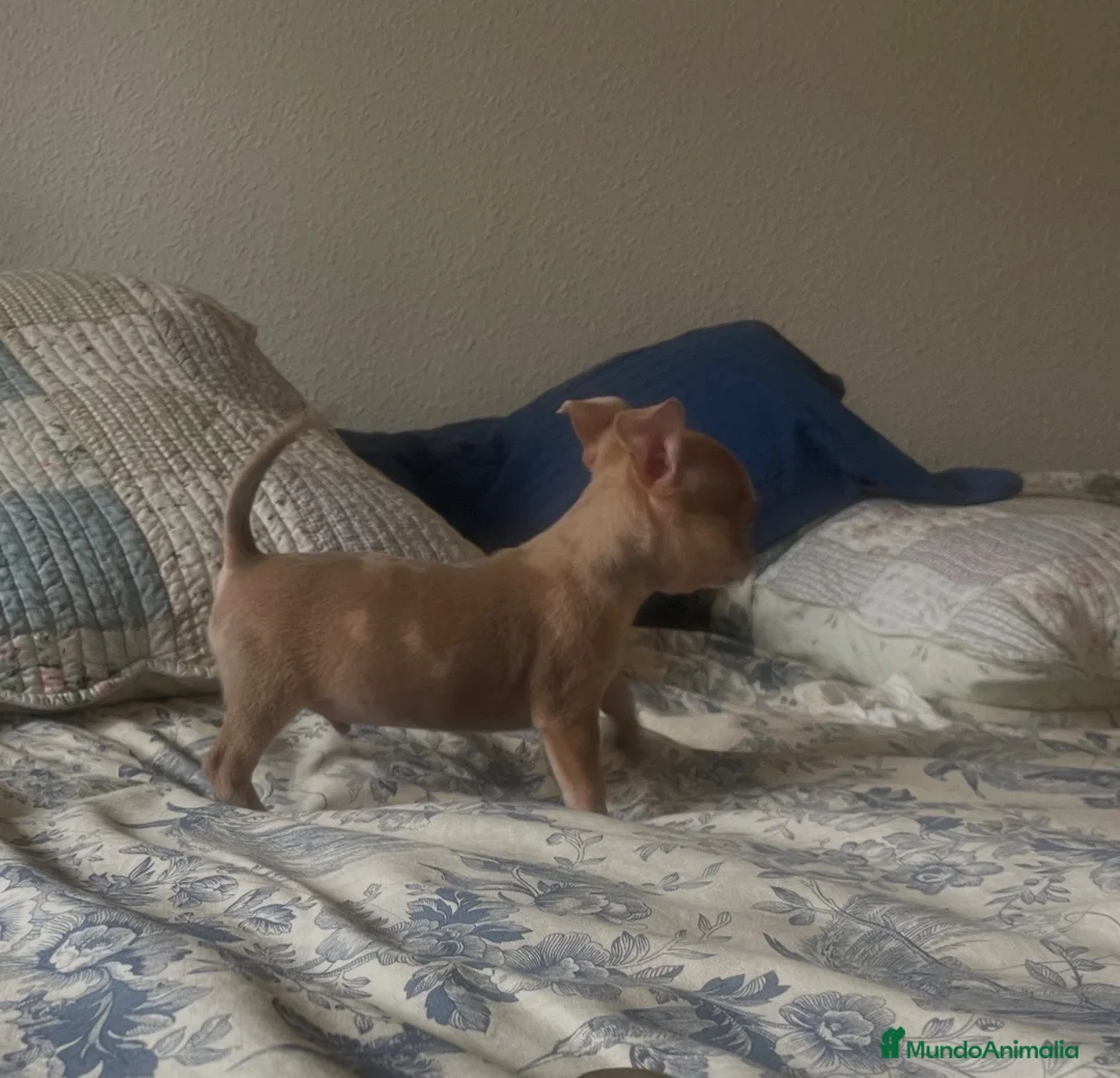 Chihuahua perros en venta: Chihuahua - Anuncio 2