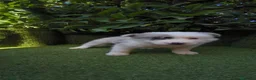 Border Collie perros en venta: border collie blue merle y blanco y negro - Anuncio 20